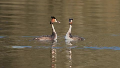 Great Crested Grebe birds (Podiceps cristatus) dancing in love on a beautiful colorful lake at pleasant evening light.