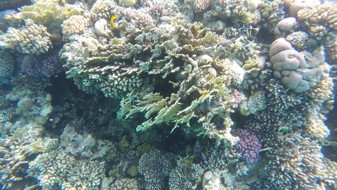 colored living coral in the red sea, sharm el maya bay