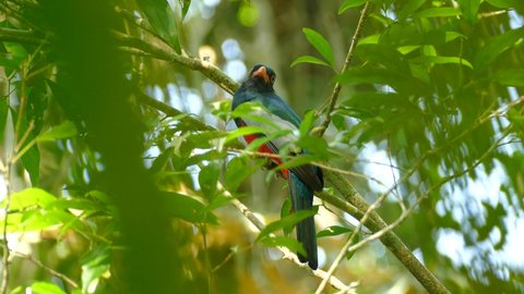 Colorful Slaty-tailed Trogon flying away through tree branches, in a Panama tropical forest