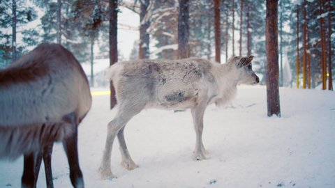Reindeers in a snowy winter forest, in Lapland - static shot - Rangifer tarandus