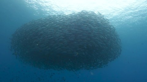 Huge Tight School of Selar Boop Fish Spiral Together in Shallow Water