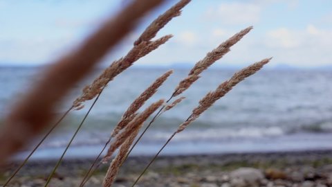 Dry reed flowers swaying in wind with Lake Taupo in background, slow motion