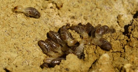 Macro video of termites in soil.