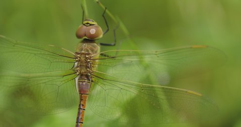 Macro Shot Of A Dragonfly Clinging On A Stem. close up
