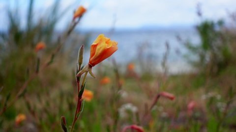 Colorful flower on shore of Lake Taupo in New Zealand, slow motion