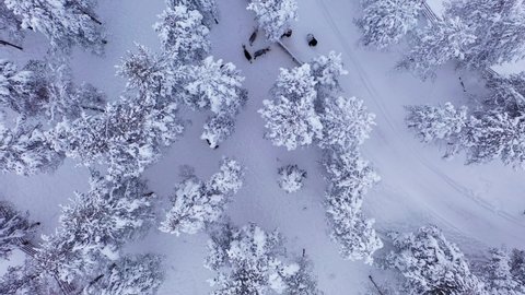 Aerial view of a family feeding Reindeers at a farm, winter, in Lapland - Rangifer tarandus - top down, drone shot