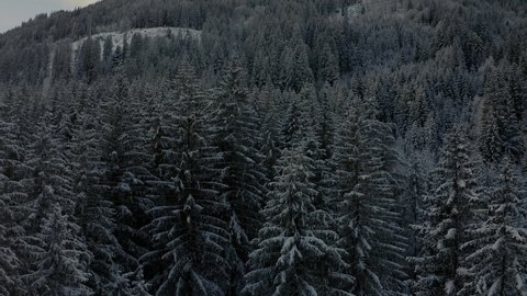 Aerial view moving forward shot, Scenic view of tall pine trees covered in snow in Styria, Austria, pine trees in the background.