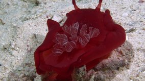 Spanish dancer crawls on the seabed. Its gills are clearly visible. Night drive.