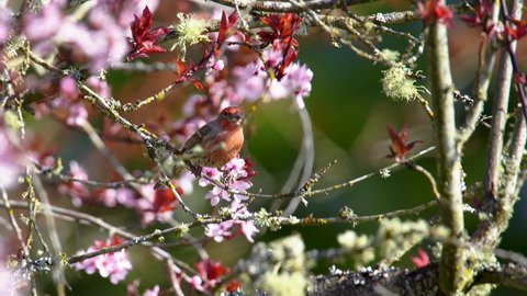 Plum Tree Blossom and A bird picking Flowers in Spring