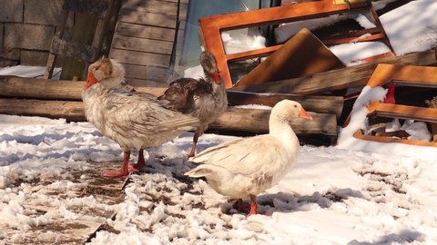 Geese arranging their feathers and looking for food in the winter.
Domestic birds in the countryside in cold weather, Snow.
Goose organic farm, free animals.
Birds on the field, Poultry.
Goose, animal