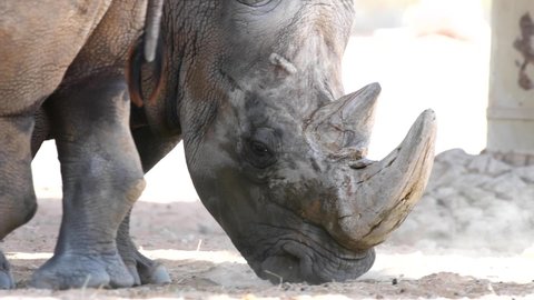 A white rhinoceros or square-lipped rhinoceros (Ceratotherium simum) head and horn walking on dry desert dirt very close up. African Animal conservation.