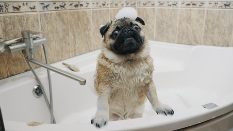 Funny pug takes a bubble bath, dog with foam on his head, stands with his paws on the bath and looks at the camera