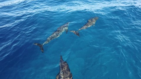 Dolphins swimming in the wild paradise. Bottlenose dolphins swimming in crystal clear blue water of Indian Ocean. Aerial footage of dolphins  swimming near boat