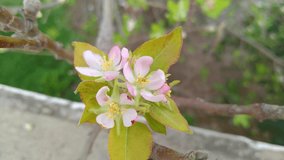 Apple blossom in spring garden. Bee collects pollen, white and pink flowers on a branch. selective focus