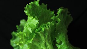 Spraying lettuce with water from a spray bottle isolated on black background.