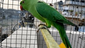 HD video of scared parrot moving inside the cage.