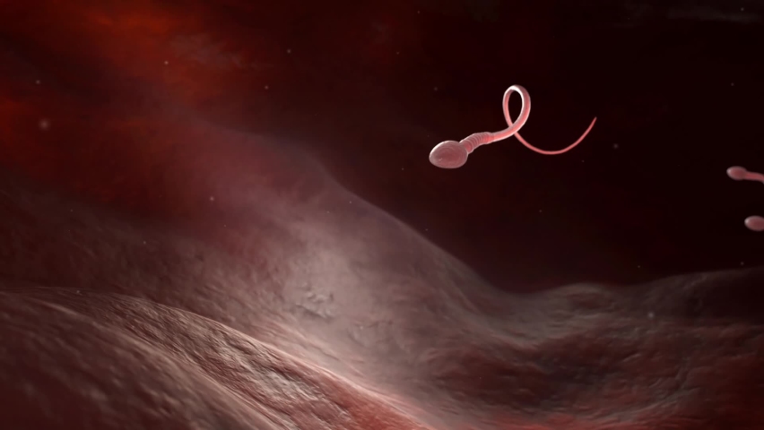 Male sperm cells floating to ovule in fallopian tube. 3D animation | Shutterstock HD Video #1069965862