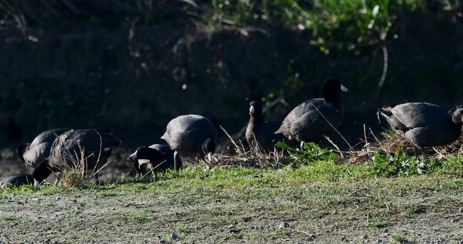 American Coots in group looking for food 