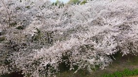 Drone video of cherry blossoms at Asahiyama Forest Park in Mitoyo City, Kagawa Prefecture