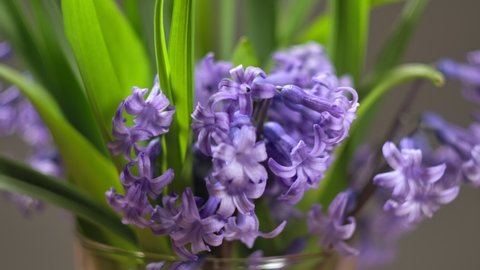 Hand Put  Bouquet of Spring flower hyacinth in vase. Romantic flower  template for greetings. Flowers composition