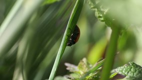 A ladybug walking across a leaf on a sunny day. Close-up video.