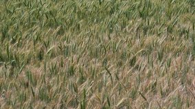 4k Video footage of ripe and unripe wheat Grain farms for use in advertisements of atta, flour, agriculture ads