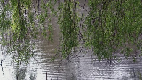 Beautiful weeping willow branches hanging over the lake gently swaying in the wind, water rippling