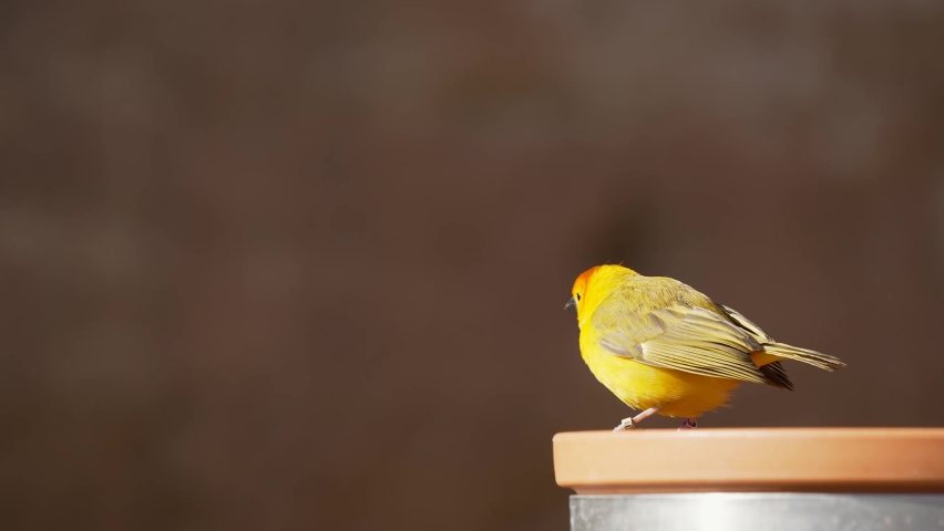 This slow motion video shows two colorful birds switching places at a feeding bowl.