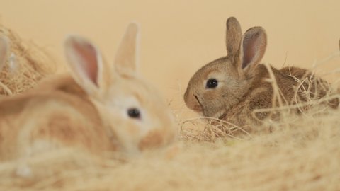 赤ん坊の赤ちゃんバニーが 干し草の束の中で群がって集まる 目レベルの中接写真 の動画素材 ロイヤリティフリー Shutterstock