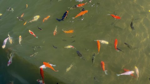 Colorful koi fish swim in pond in Colorado Spring sunshine reflexes on surface