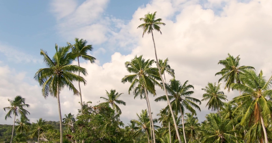 Lush tropical palm trees on Carneiros Beach on the coast of Brazil. Drone shot, slow truck right.