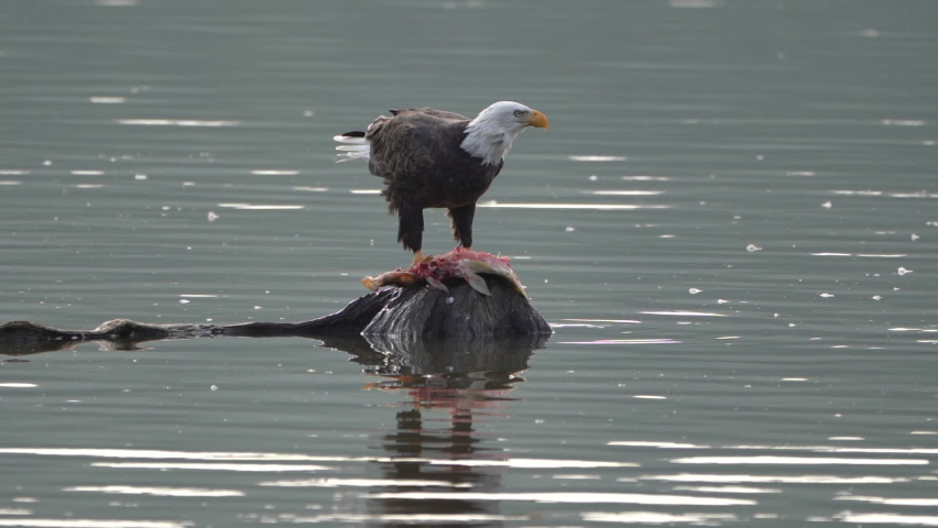 A bald eagle eating a fish on a rock in the middle of a lake.