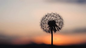 A beautiful dandelion, fluffy blowball is swinging in front of a wonderful sunset. the seeds don't fly away. it is a closeup clip in slowmotion.