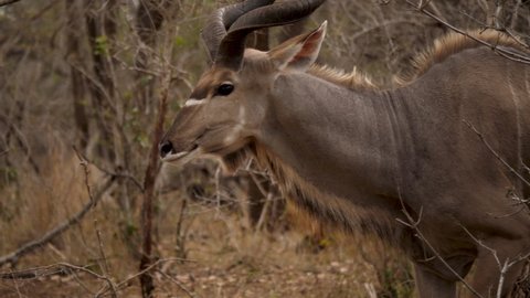 Kudu bull walks between dry bushes in Africa