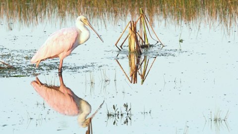 roseate spoonbill in morning light on calm still water with mirrored reflection