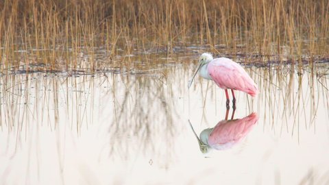 sleepy roseate spoonbill slowly closing eyes in calm still water with mirrored reflection