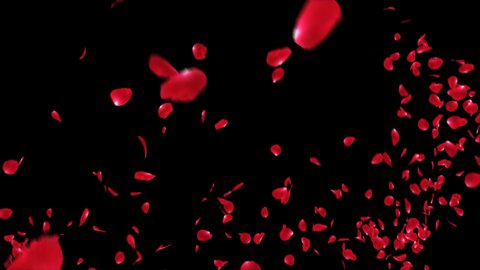 Explosion of Red Rose Petals with alpha channel. 3D rendering. Easy to use place on footage or background.