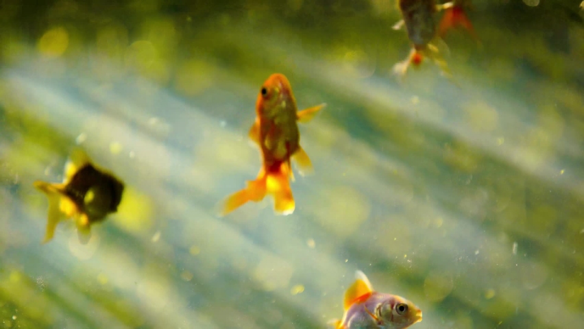 Hakuun Carassius Auratus Goldfish On Nature Background Liittyvaa Arkistovideomateriaalia Taysin Rojaltivapaa 1069996261 Shutterstock