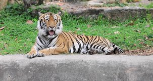 Tiger lying and frustrated because of the hot weather at the zoo Ubon ratchathani Thailand4k resolution video 