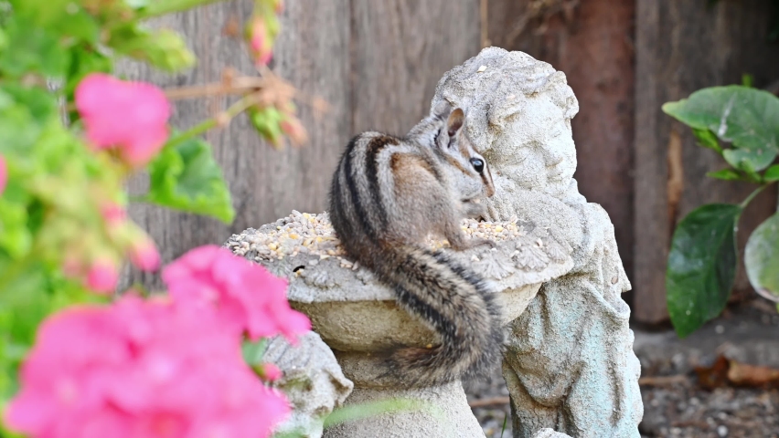 Little Chipmunk Twitch