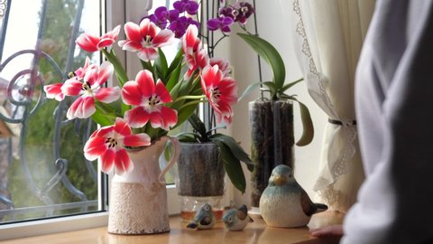 woman puts a beautiful spring bouquet of tulips in a vase on a windowsill in a private house