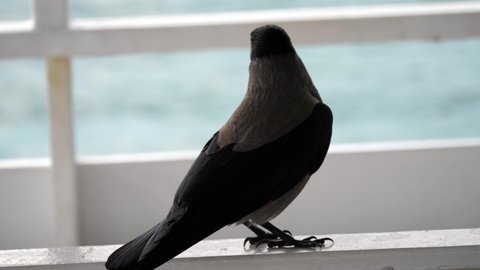 Crow singing on a passenger boat by the sea on a white background