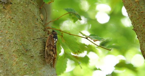 Video of a cicada attached to a tree. This variety is called the "Large Brown Cicada".
In Japan, we call them "ABURAZEMI.