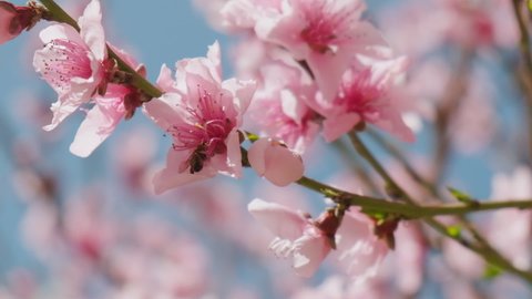 Slow motion of honey bees pollinating pink cherry blossoms in Spring.