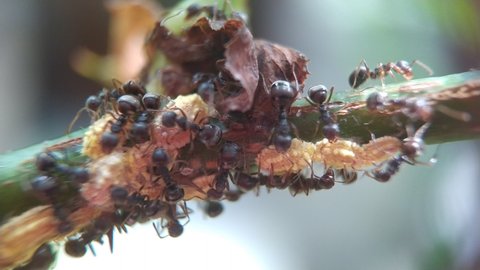 Mutualism symbiosis between mealy bug with ants. Mealy bug provide sweet honeydew for ants while ants give protection for them