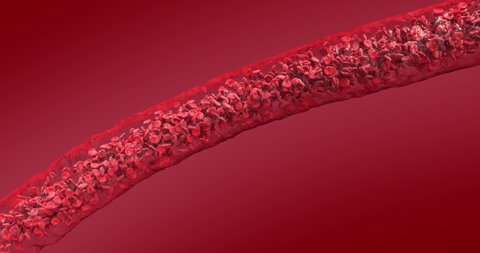 Blood Stream inside Artery. Blood cells flow animation. Erythrocytes in Blood Vessel.