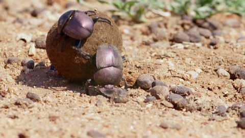 Wide shot of a Dung Beetle rolling away with his female and his dung ball, Greater Kruger. 