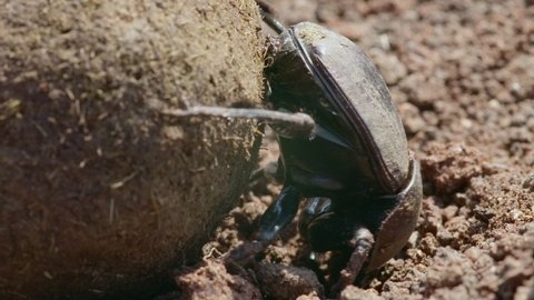 Closeup of a Dung beetle rolling its large dung ball out the frame, Greater Kruger. 