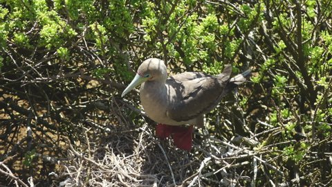 Red Footed Booby with Dark Red Feet Perched on Nest in San Cristobal Island, Galapagos