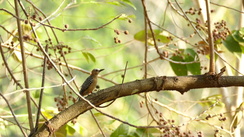 A red-bellied woodpecker in Gamboa Rainforest Reserve, Panama, wide shot